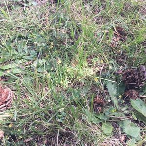 Meet your Posher, Peter